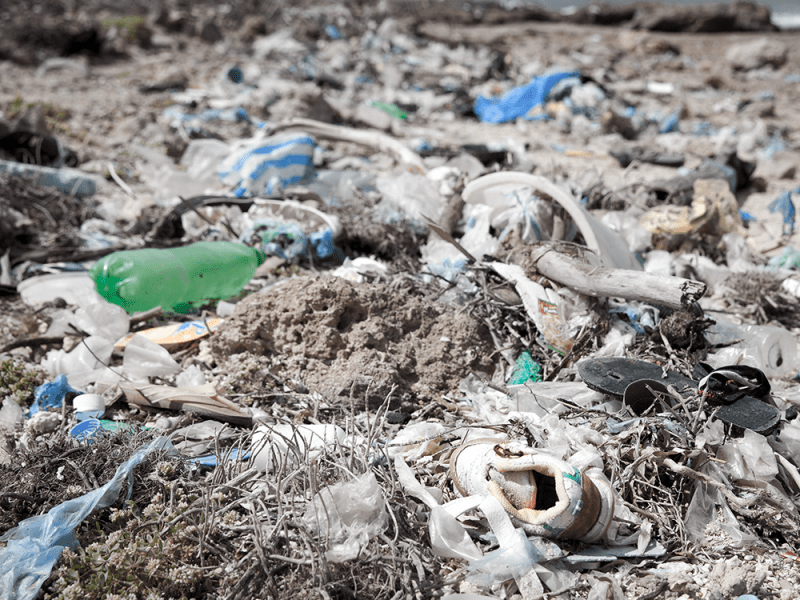 Understanding the Impact of Plastic on&nbsp;Wildlife