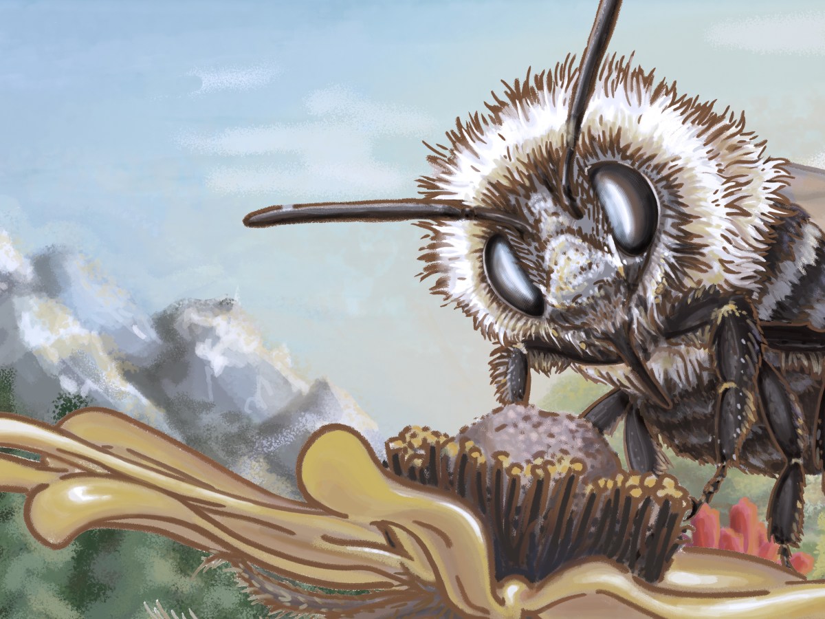 Finding a Bee Who Inspired&nbsp;Me